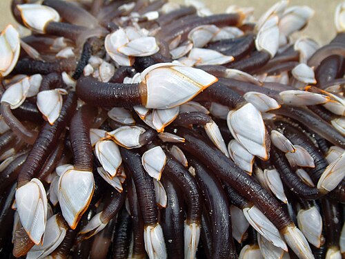 أنيو ليباس أناتيفيرا (Lepadiformes)