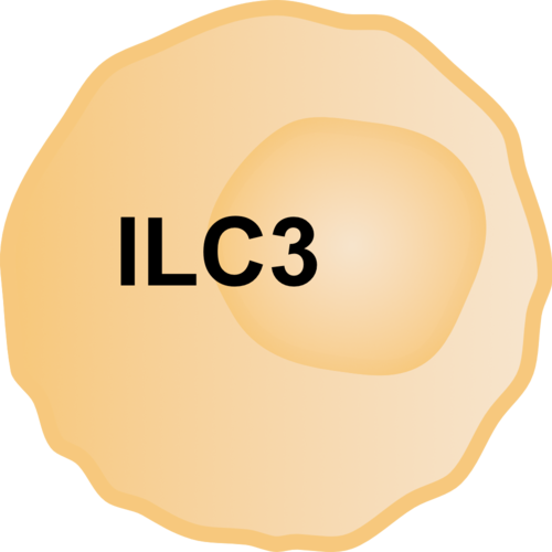 رسم توضيحي لخلية ILC3