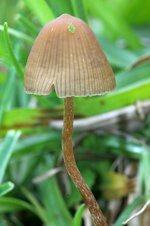 فطر Psilocybe mexicana من فيراكروز، المكسيك