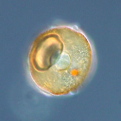 غلاف أو هيكل الأميبا ذات الغلاف، من نوع Arcella sp.