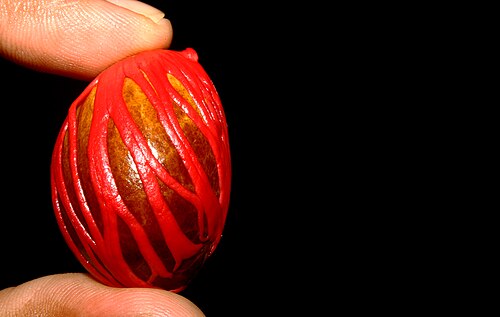 الغلاف المحيط ببذرة جوزة الطيب