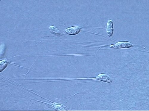 فطر Aplanochytrium sp. تحت المجهر الضوئي