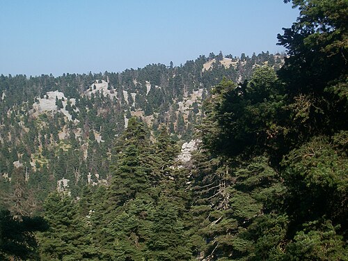 Abies cephalonica في إيبويا.