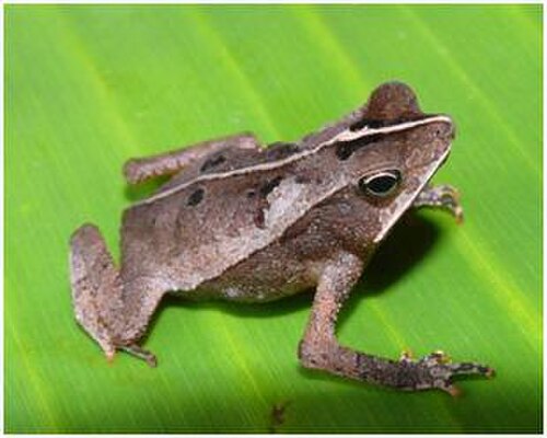 عائلة الضفادع الحقيقية (Bufonidae)
