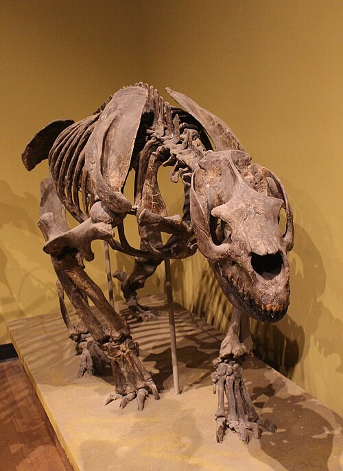 هيكل عظمي لـ Homalodotherium (Toxodontia, Homalodotheriidae)