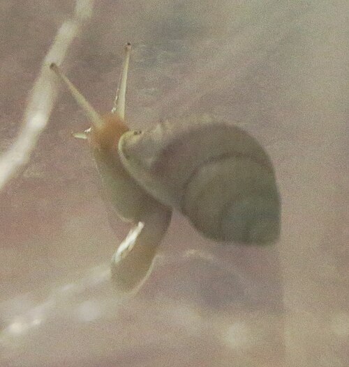 Partula tohiveana