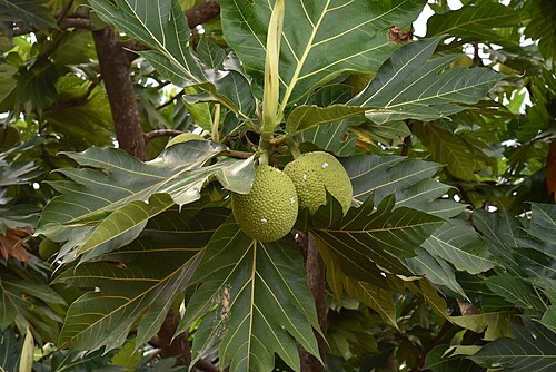 كانت فاكهة الخبز (ʻUlu) من الأطعمة النشوية الأساسية الأخرى في النظام الغذائي في هاواي.
