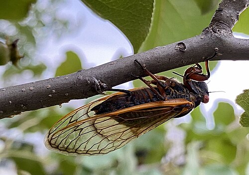 حشرة الزيز من نوع Brood X تضع بيضها في غصن شجرة بالقرب من بالتيمور، ماريلاند (26 مايو 2021)