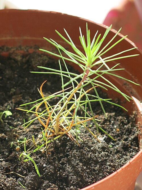 أوراق صغيرة من شتلة صنوبر البحر (Pinus pinaster)، مفردة ومرتبة حلزونياً