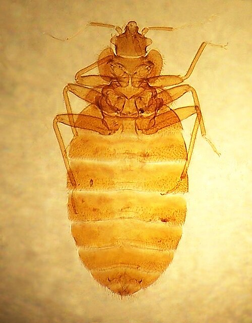 شريحة من C. lectularius