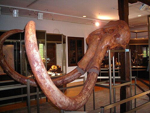 جمجمة مع أنياب ماموث السهوب (Mammuthus trogontherii)