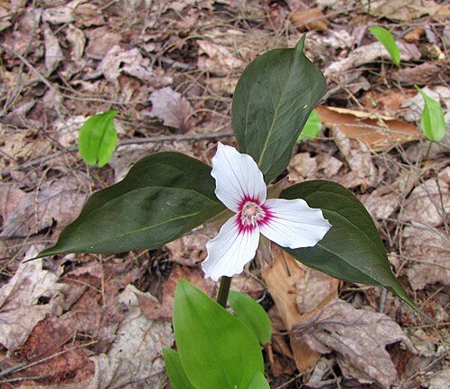 زهرة التريليوم الملونة (Trillium undulatum)