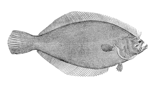 سمك موسى الرملي الهادئ، Psettichthys melanostictus