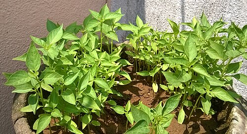 النباتات الصغيرة