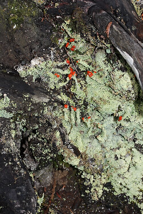 Cladonia macilenta var. bacillaris – كلادونيا أحمر الشفاه