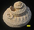 بطنيات القدم وأنبوب دودي متصل بها من العصر البليوسيني في قبرص