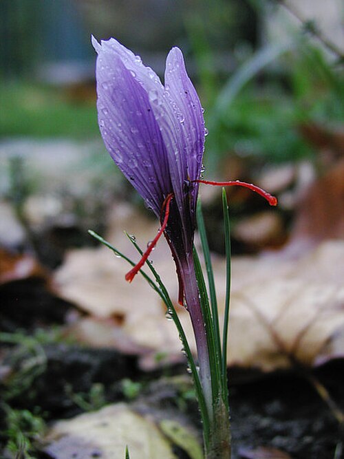 يُستخرج الزعفران، وهو صبغة وتوابل، من الميسم الأحمر المجفف لهذا النبات، وهو الزعفران (Crocus sativus).