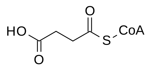 تمثيل ثنائي الأبعاد للبنية الكيميائية لـ succinyl-CoA.