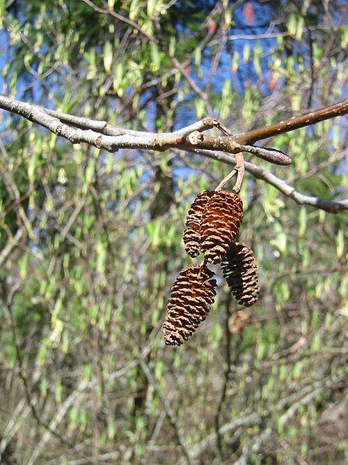 Pistillate catkins of alder