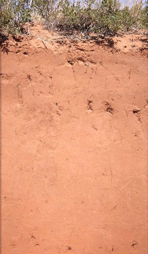 إنتيسول