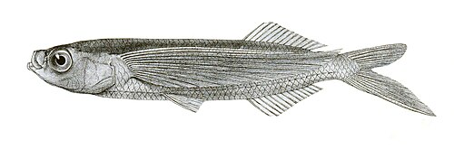 سمكة طائرة استوائية ذات جناحين Exocoetus evolans