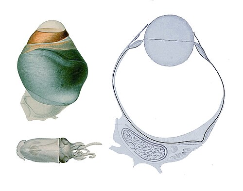 عين من نوع Bathyteuthis sp.