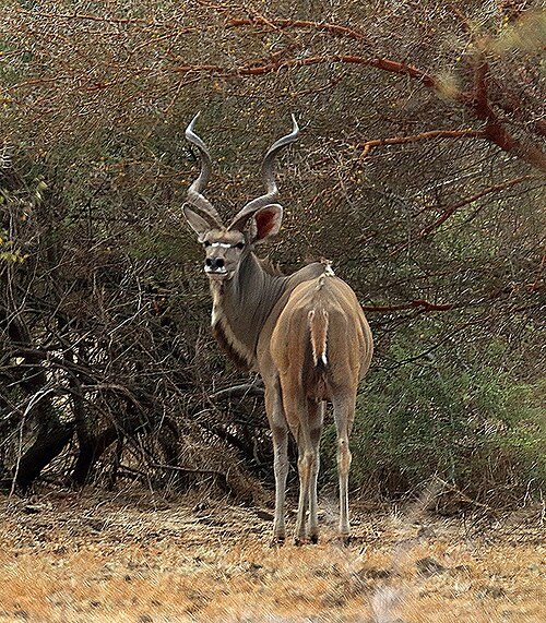 ثور الكودو الغربي الكبير (Tragelaphus strepsiceros cottoni) في حديقة زاكوما الوطنية، تشاد