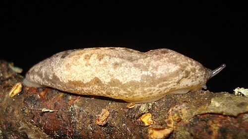 يُظهر نوع Megapallifera mutabilis من عائلة Philomycidae غطاءً متطورًا بشكل هائل