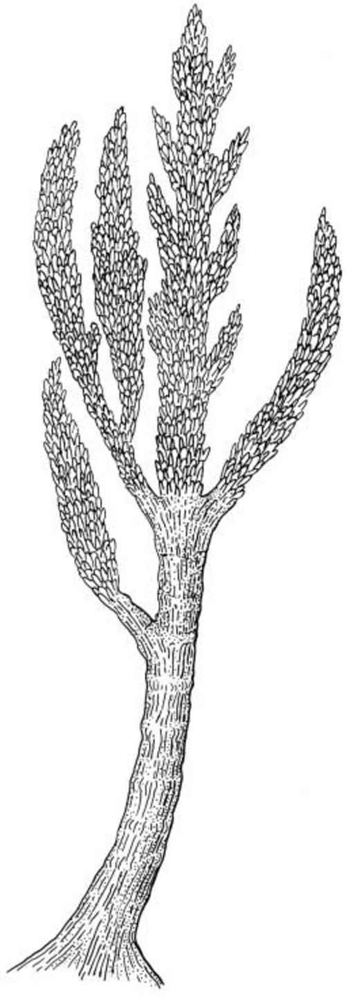 Prototaxites، جنس يبلغ طوله 8 أمتار من مملكة حقيقية النواة غير معروفة (incertae sedis).