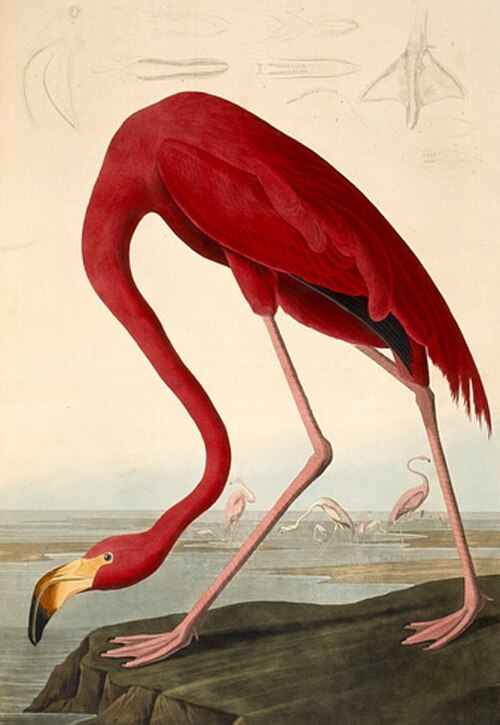 طائر الفلامنجو الأمريكي (Phoenicopterus ruber)