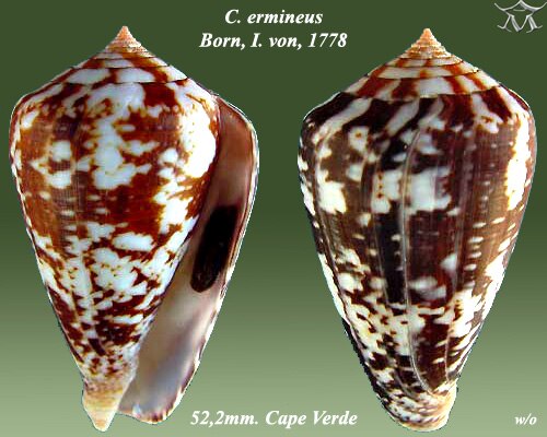 Conus ermineus Born, I. von, 1778