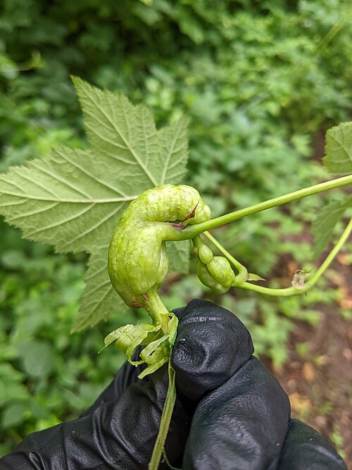 العفص الناتج عن فطر Diastrophus kincaidii