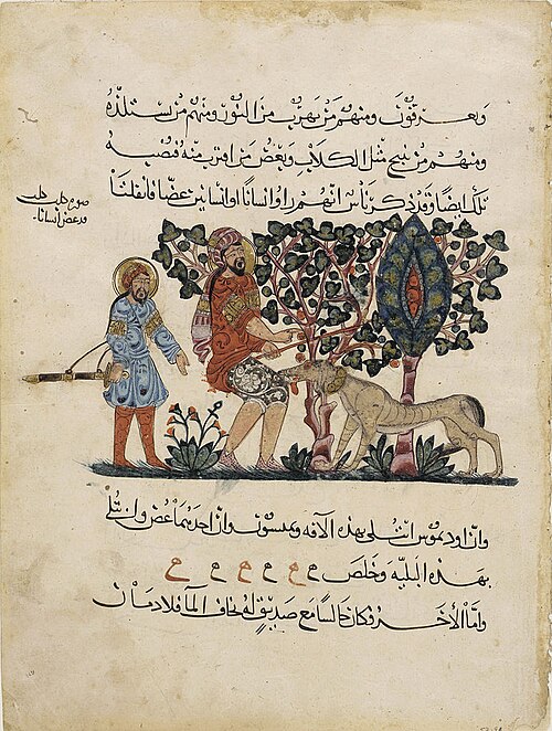مخطوطة قديمة من العصور الوسطى تصور كلباً مسعوراً يعض رجلاً. حوالي عام ١٢٢٤