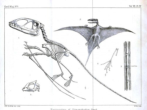 رسم لهيكل عظمي لحيوان البتروداكتيل (Dimorphodon macronyx)