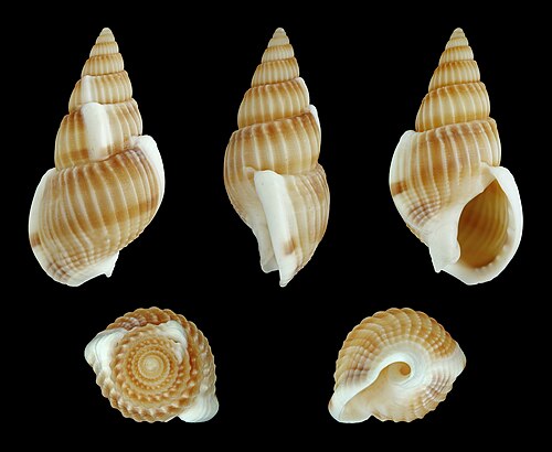 ناساريوس (زيكسيس) variciferus