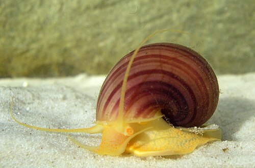 عائلة Ampullariidae، Pomacea bridgesii.