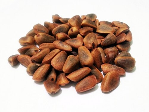 بذور