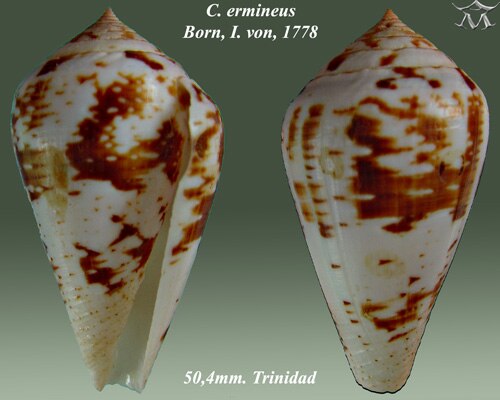 Conus ermineus Born, I. von, 1778