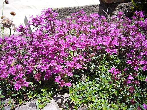 الزعتر القرمزي (Thymus serpyllum coccineus)