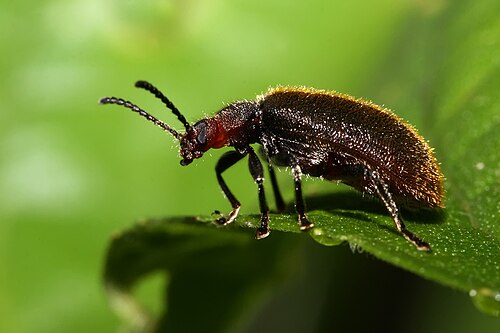 لاجريا س. (Lagriinae) في تنزانيا
