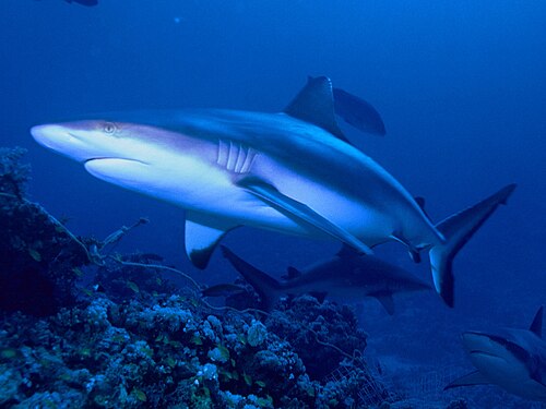 قرش الشعاب الرمادي (Carcharhinus amblyrhynchos)