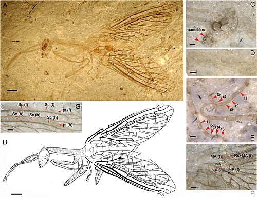 أحفورة انتقالية من العصر الجوراسي الأوسط، من الصين، تُعرف باسم Juroraphidia longicollum (†Juroraphidiidae). عُثر عليها في الصين.