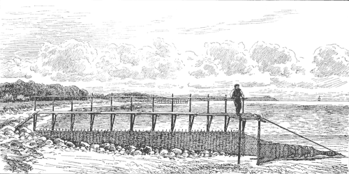 مصيدة ثعابين في الدنمارك حوالي عام 1900