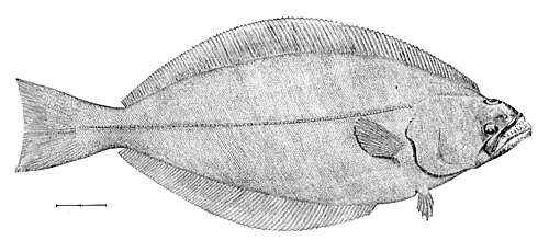 سمك الهلبوت في جرينلاند، Reinhardtius hippoglossoides