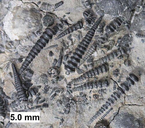 Tentaculitoid Tentaculites bellulus