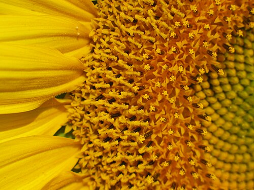 تتفتح الأزهار بالتتابع في رأس زهرة عباد الشمس (Helianthus annuus)، حيث تشكل الأزهار الشعاعية "البتلات".