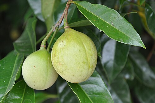 ثمرة جوزة الطيب