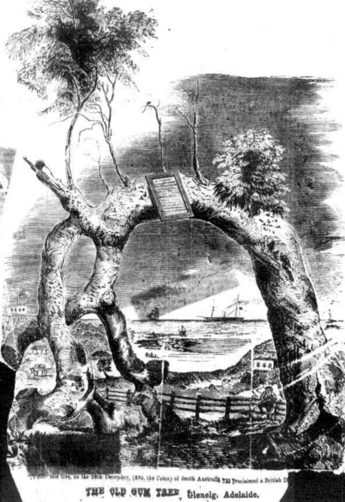 شجرة الصمغ القديمة عام 1867