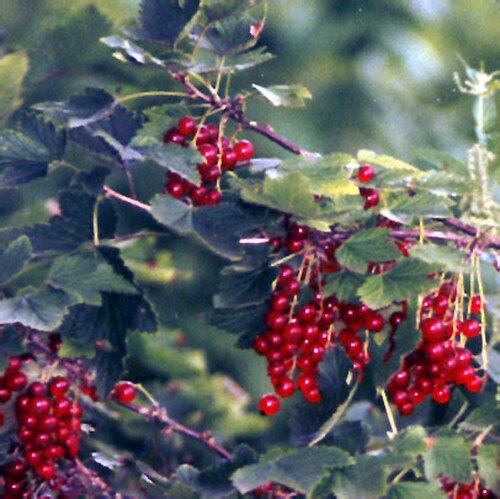 ثمار وأوراق نبات الكشمش الأحمر (Ribes rubrum)