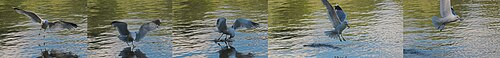 Larus canus fishing sequence